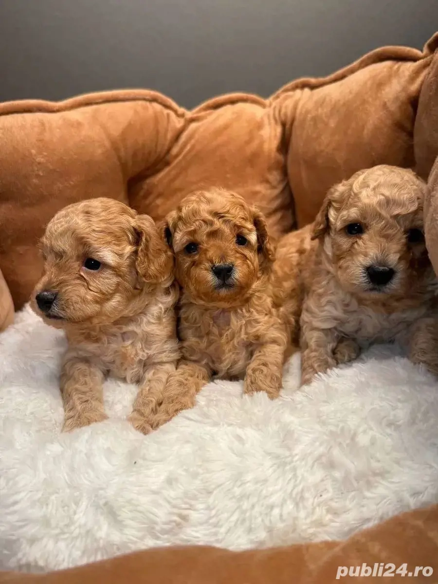 Pudel Toy poodel barboncino