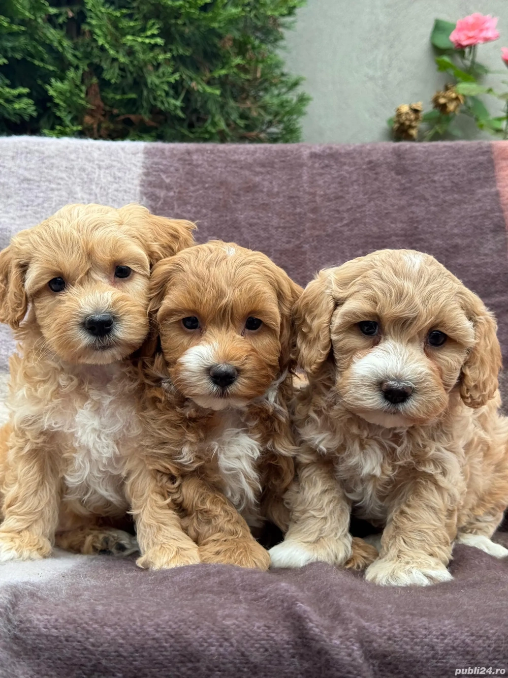 Maltipoo Toy Pudel - Bichon 