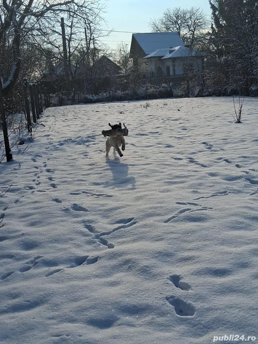 Vand caine brac german