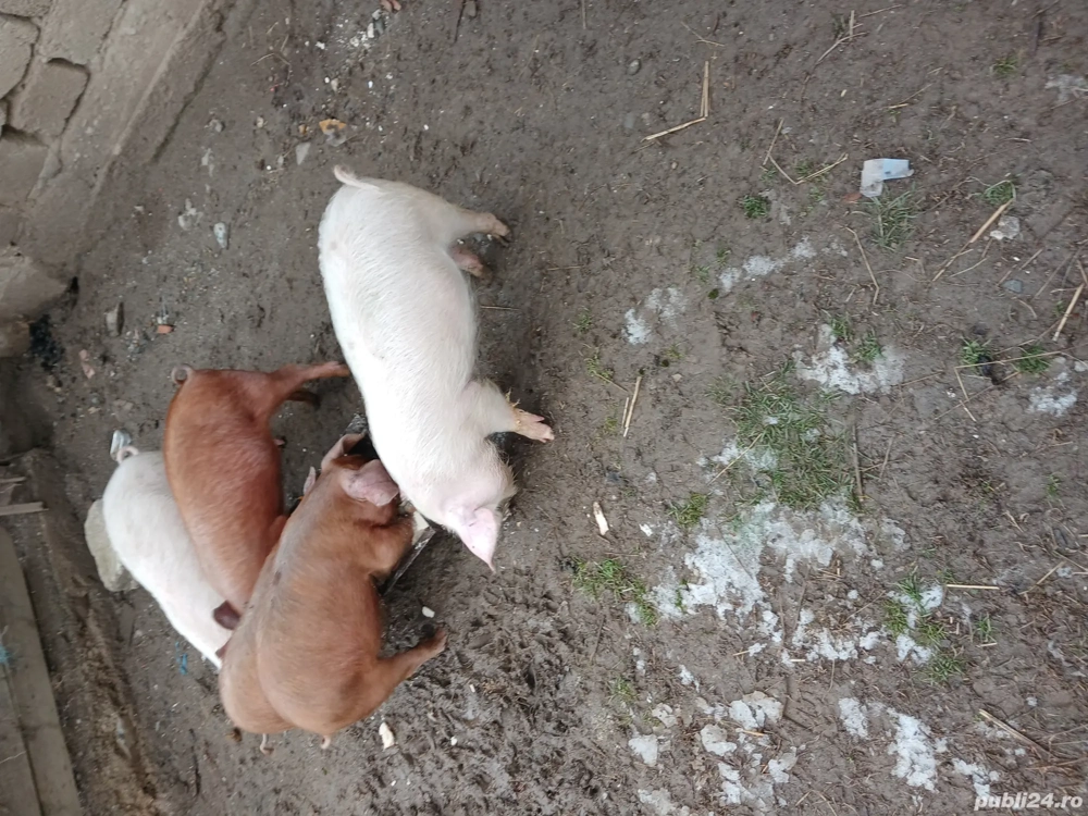 Vând purcei de opt săptămâni