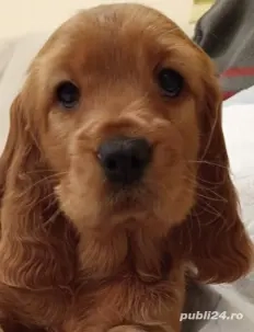  Cocker Spaniel de rasa