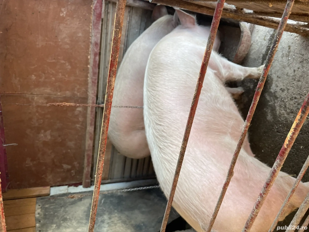 Porci de vânzare , crescuți natural!!!