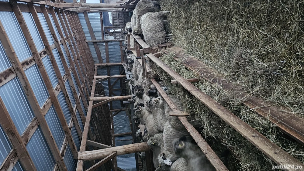 Vând 20 de oi si 2 berbeci