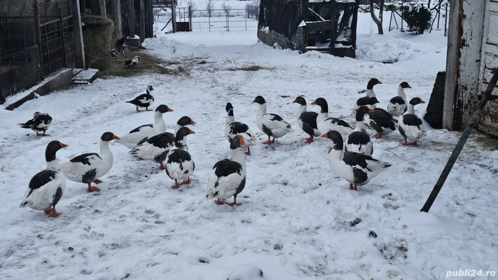 Vând gâște,  10 bucati