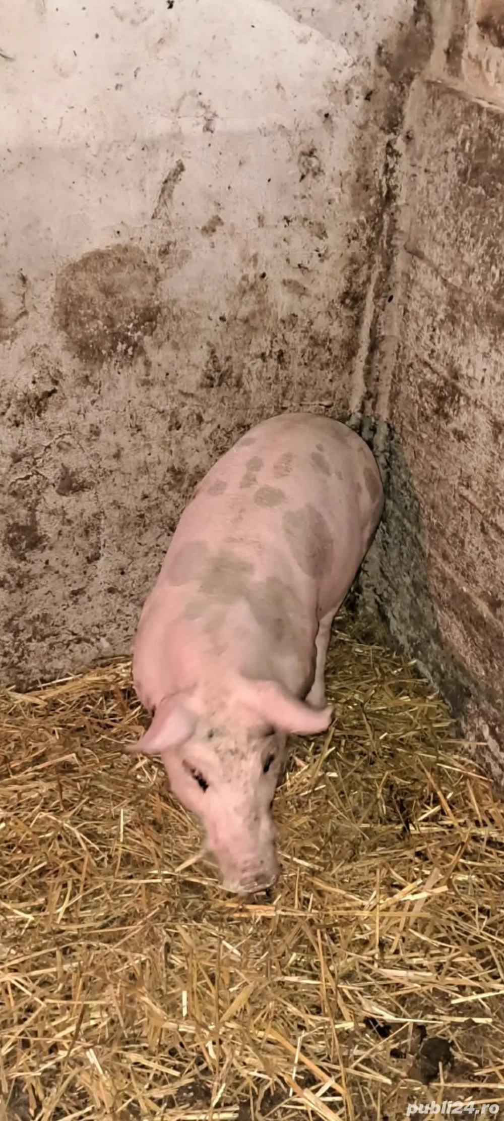 Scrofiță Pietrain Belgian,pt reproducție 