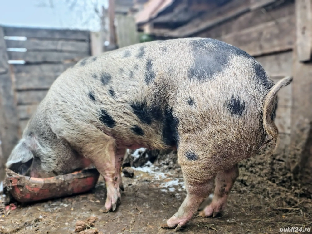 De ținut sau sacrificat 