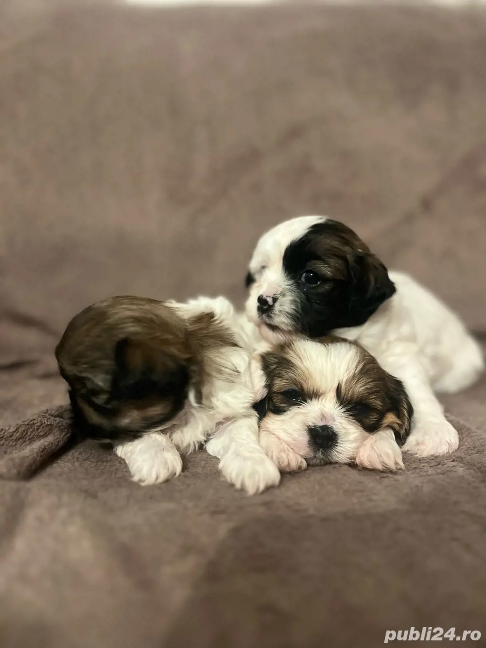 Shih Tzu cățelusi