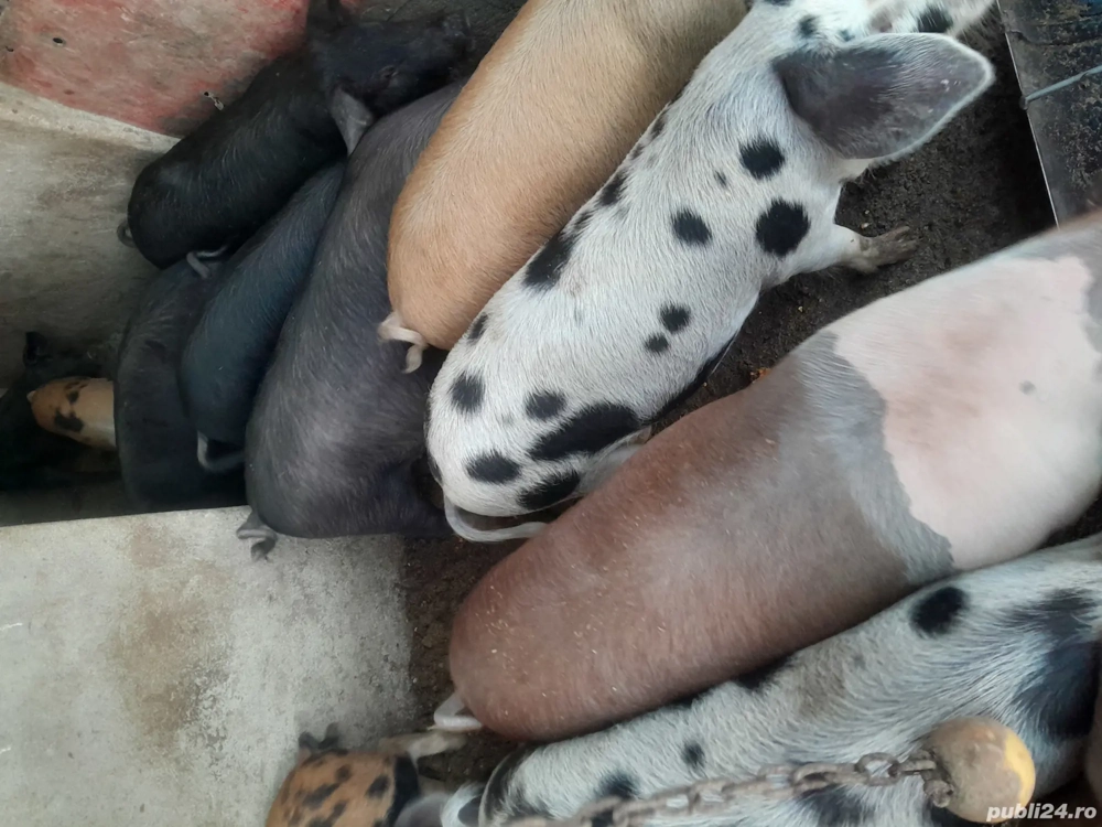 Vând șoldani, 10 bucăți, 500 lei bucata