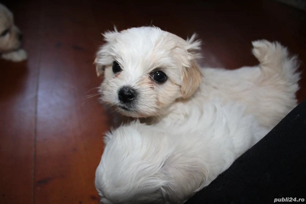 Bhison  jucăuși si iubitori 