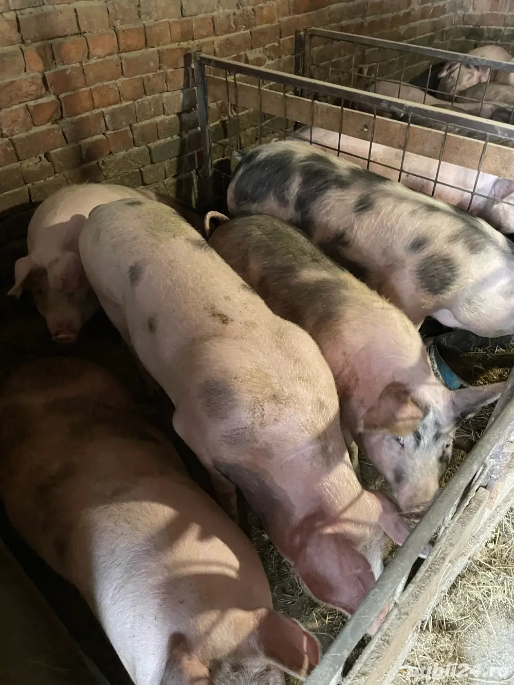 Porci de vânzare crescuti  NATURAL!     