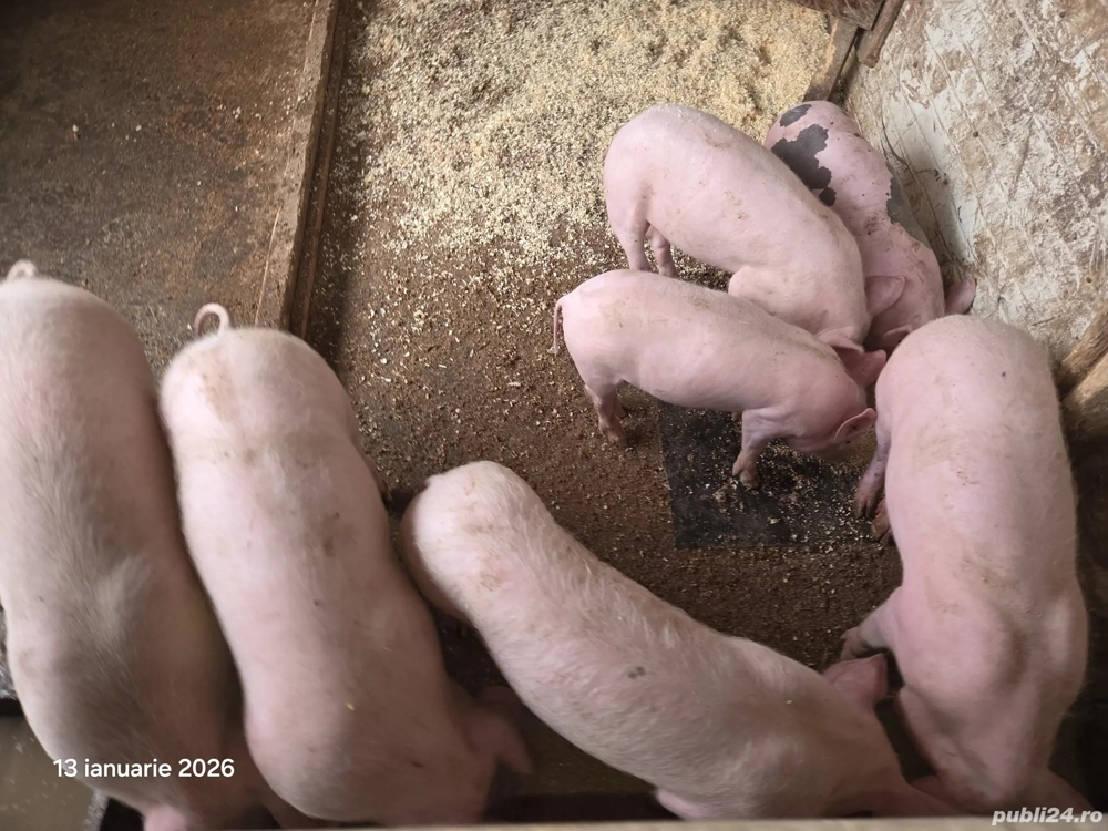 Vând 2 purcei rasa de carne