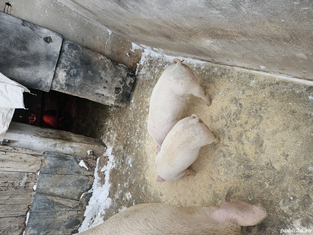 purcei 9 sapt 3 scrofite