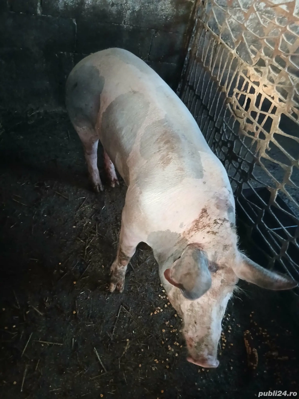 Scrofita petrean aprox 120 kg