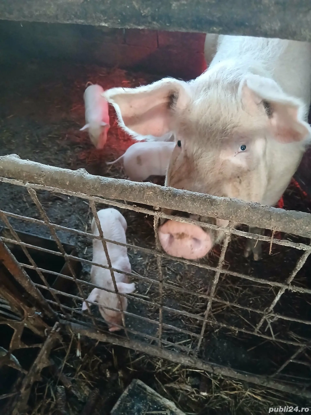 Scrofa cu 8 purcei de 4 săptămâni 