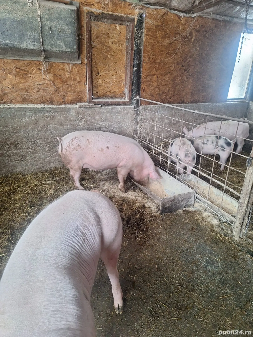 Vand scroafa gestanta