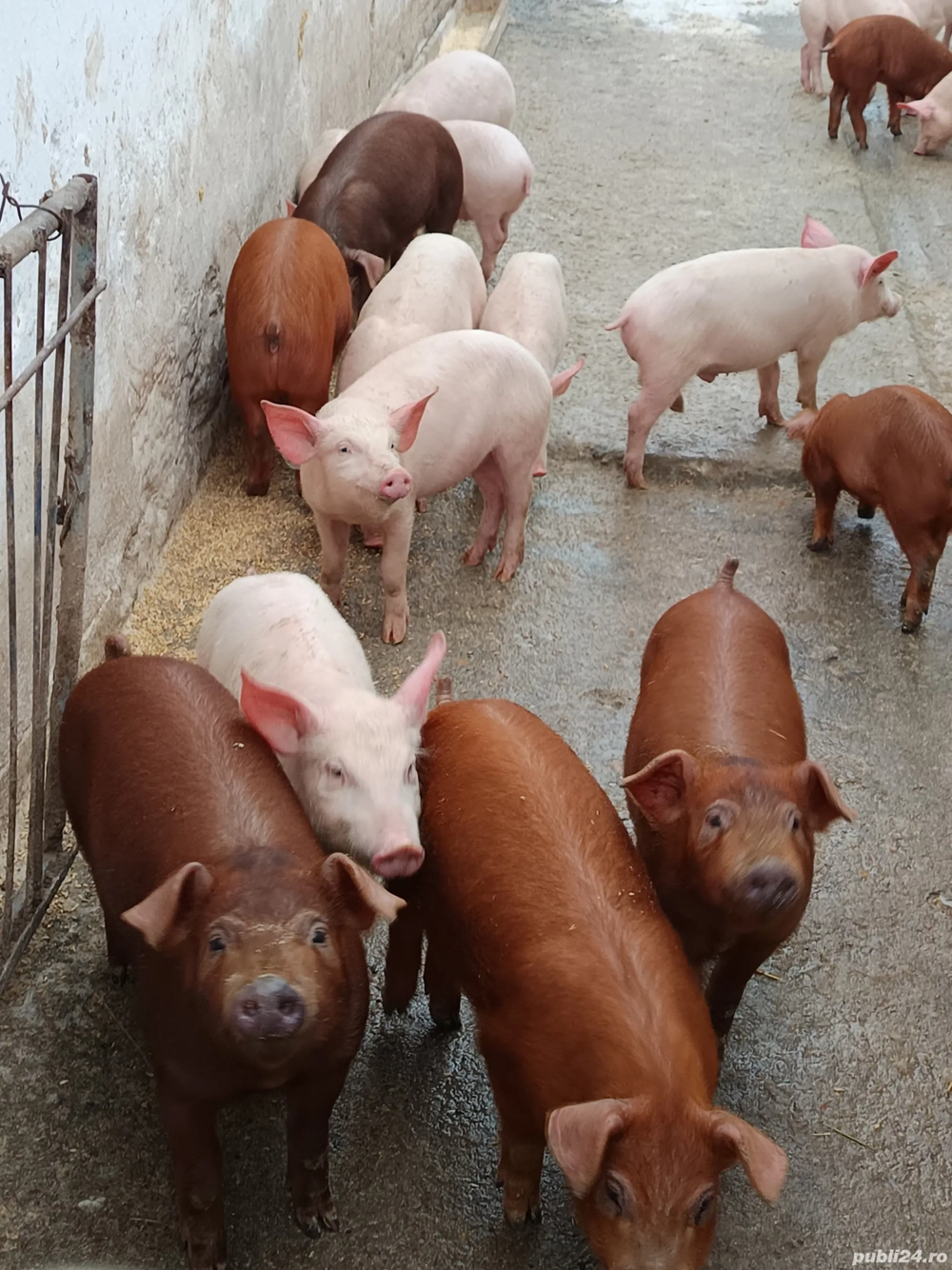Purcei duroc si landrace