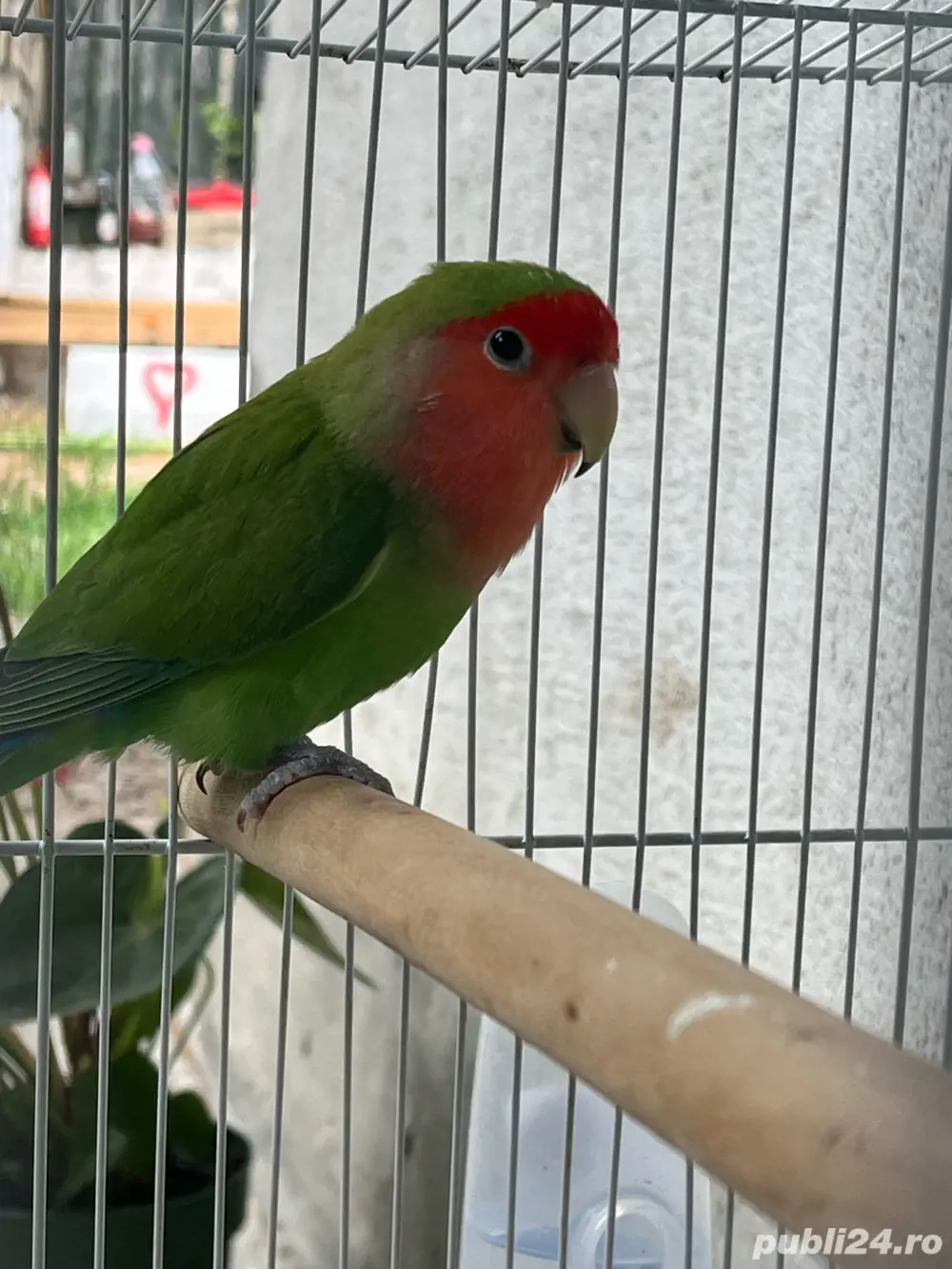 Vand mascul Agapornis