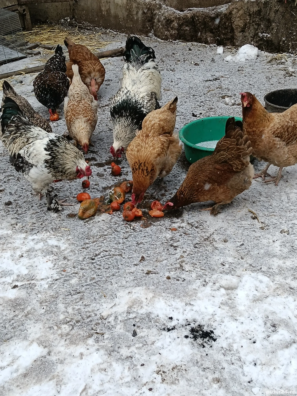 Găini și cocoși de vânzare 