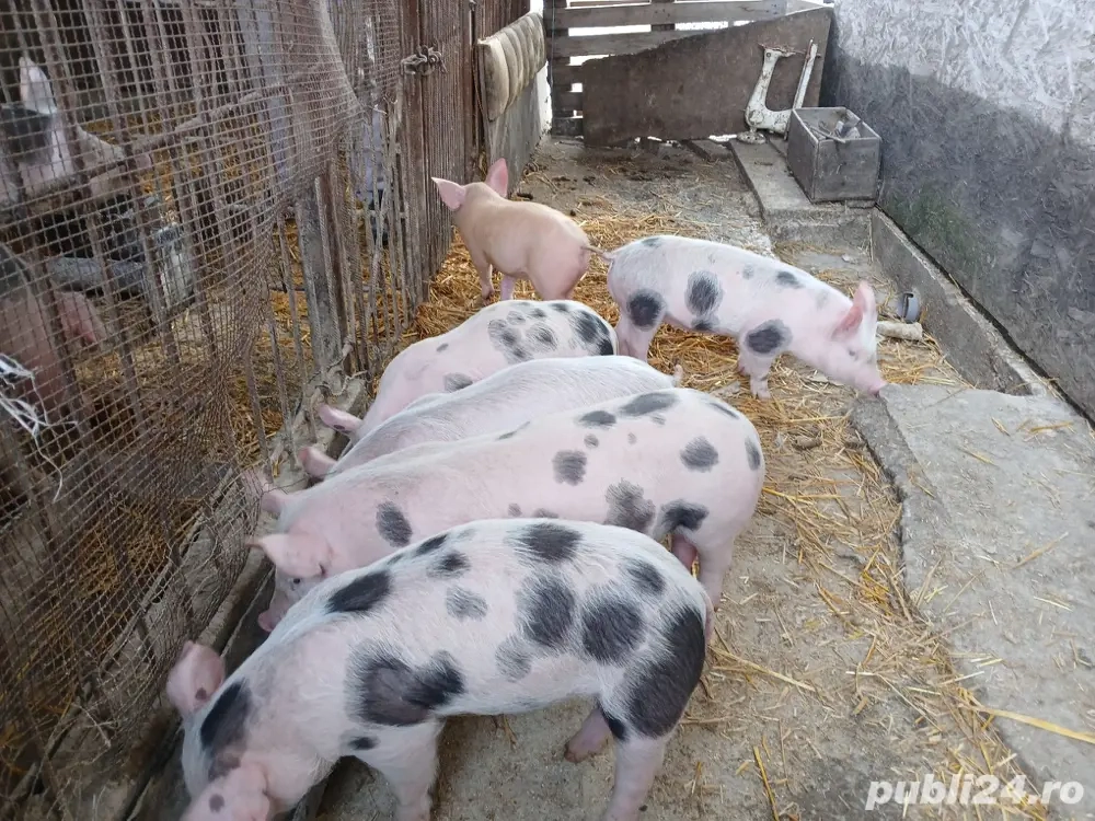 Vanzare purcei