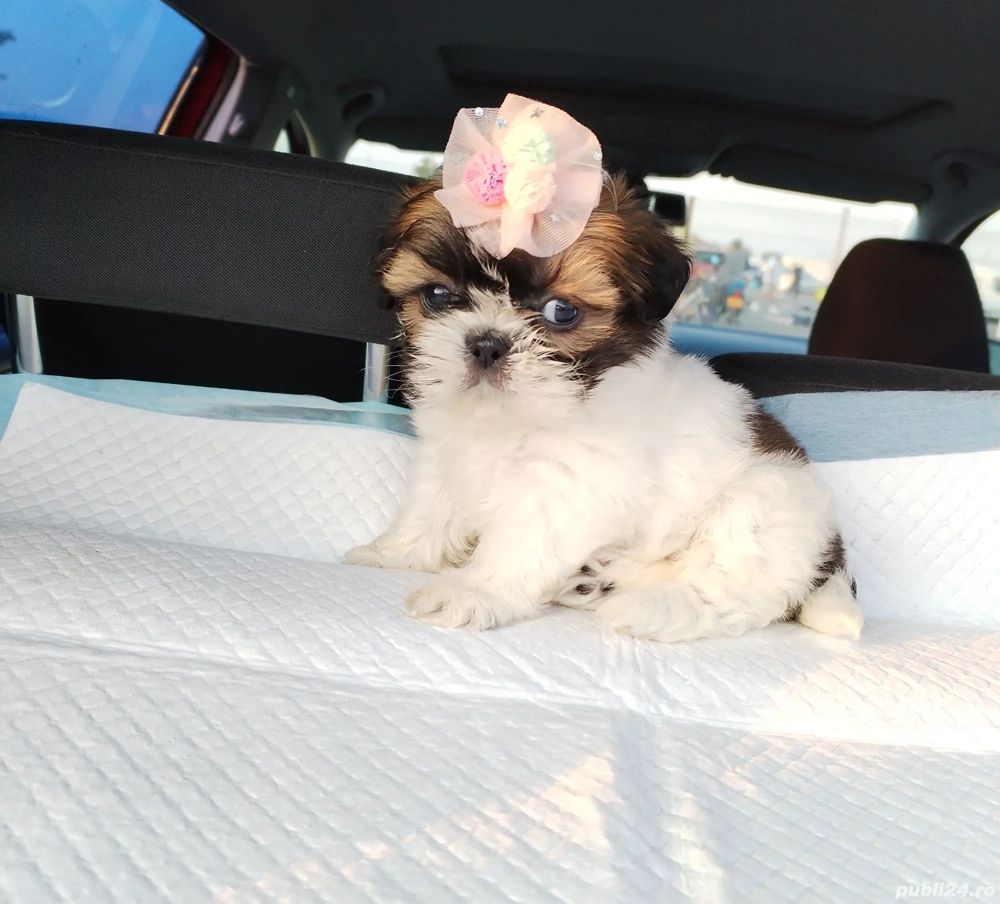 Vând căței shtitzu 