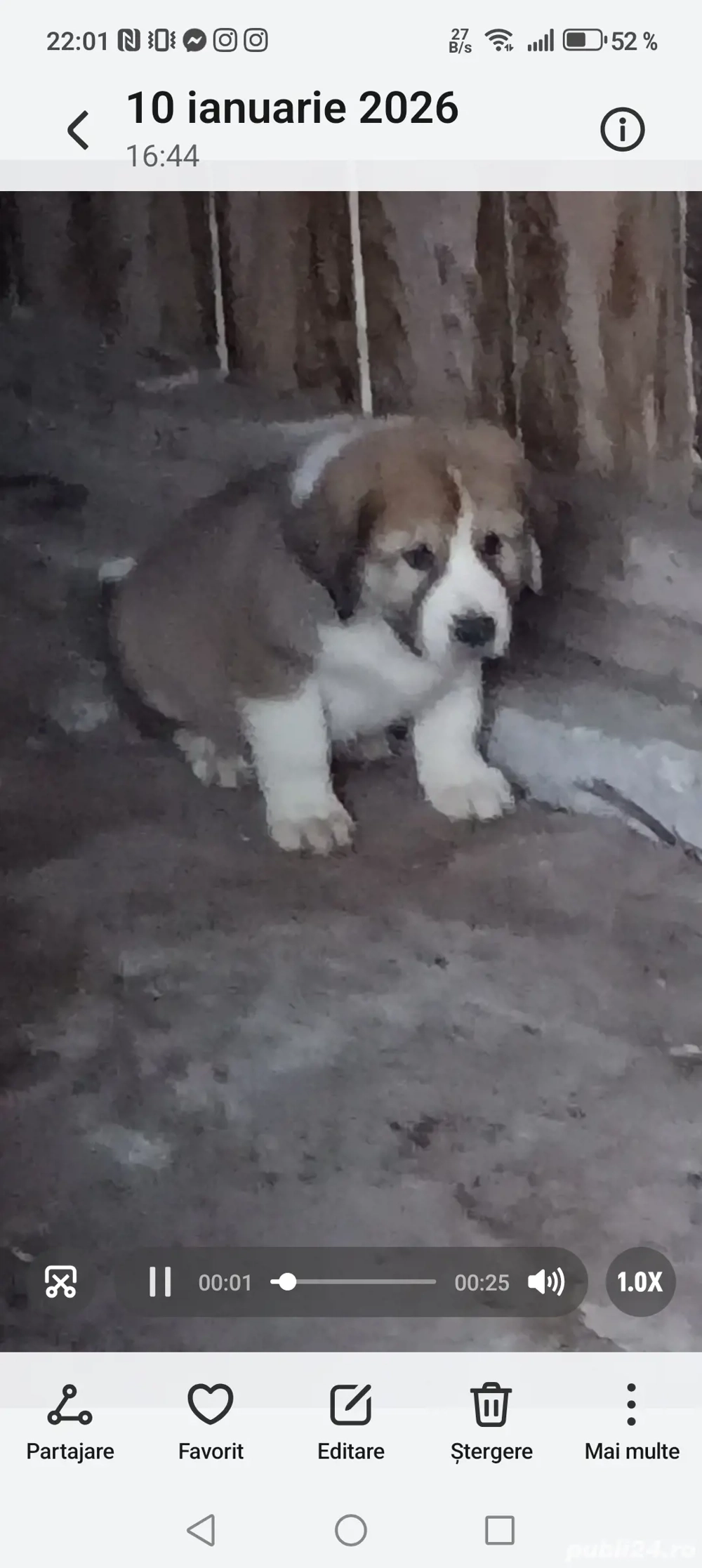 Vând Ciobanesc asia centrala 