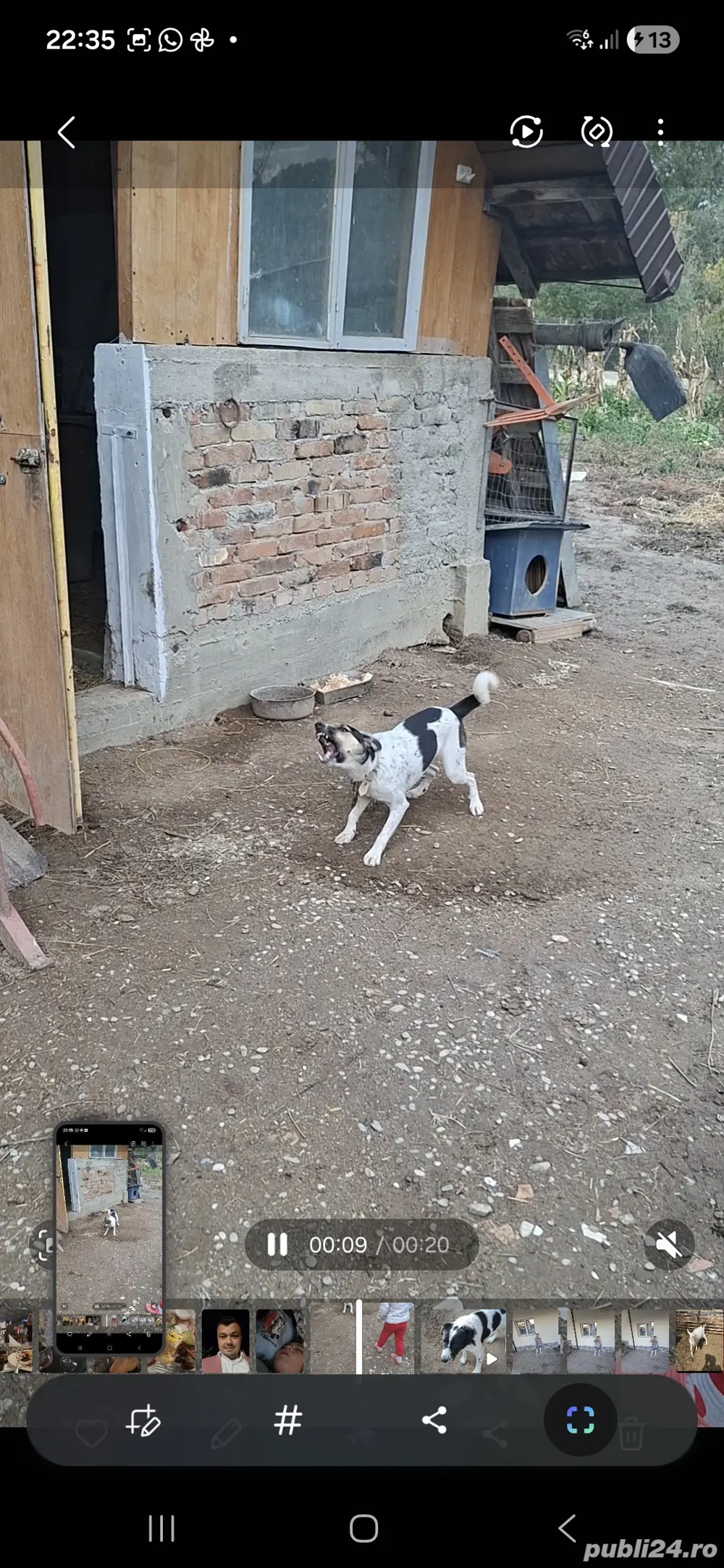 femela jack russel terrier 