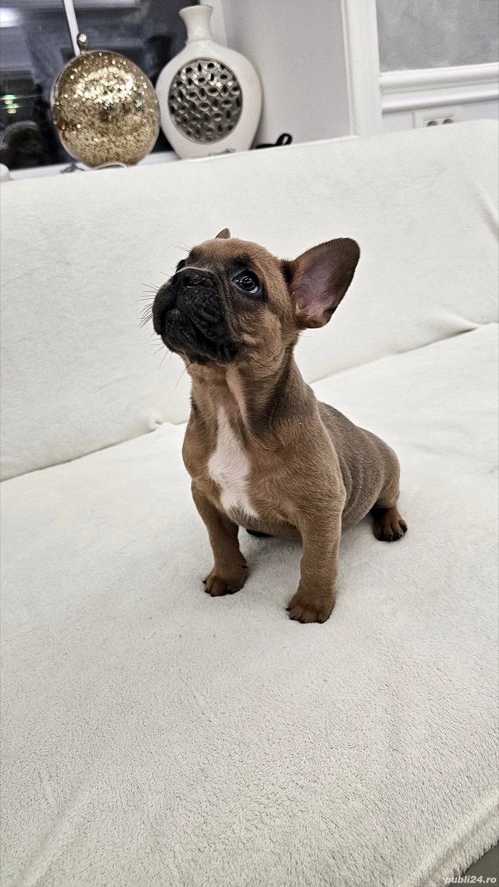 Bulldog francez Cocoa