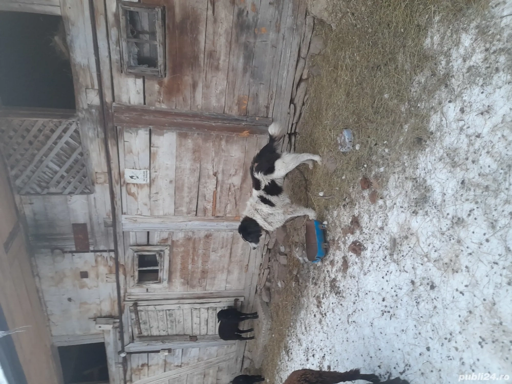 Vand ciobanesc de bucovina