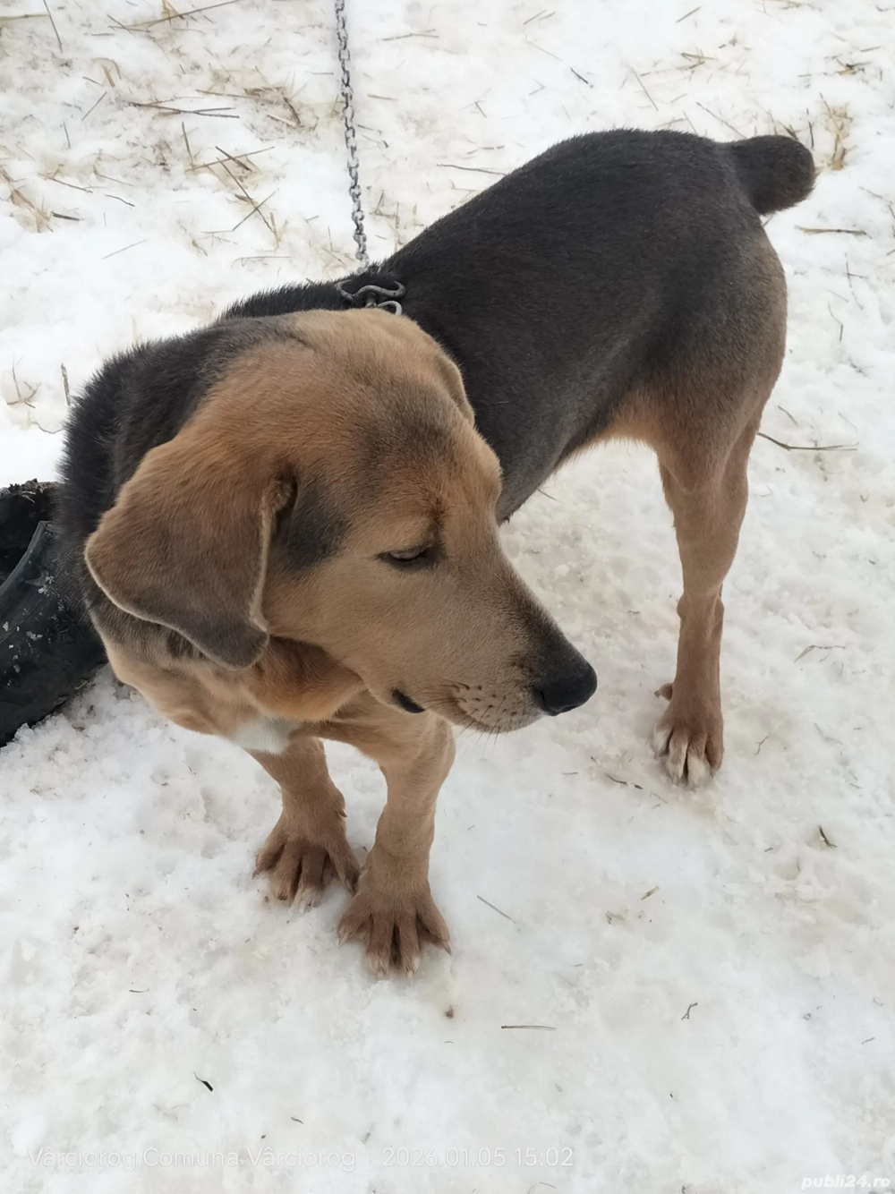 Câine de vânătoare 