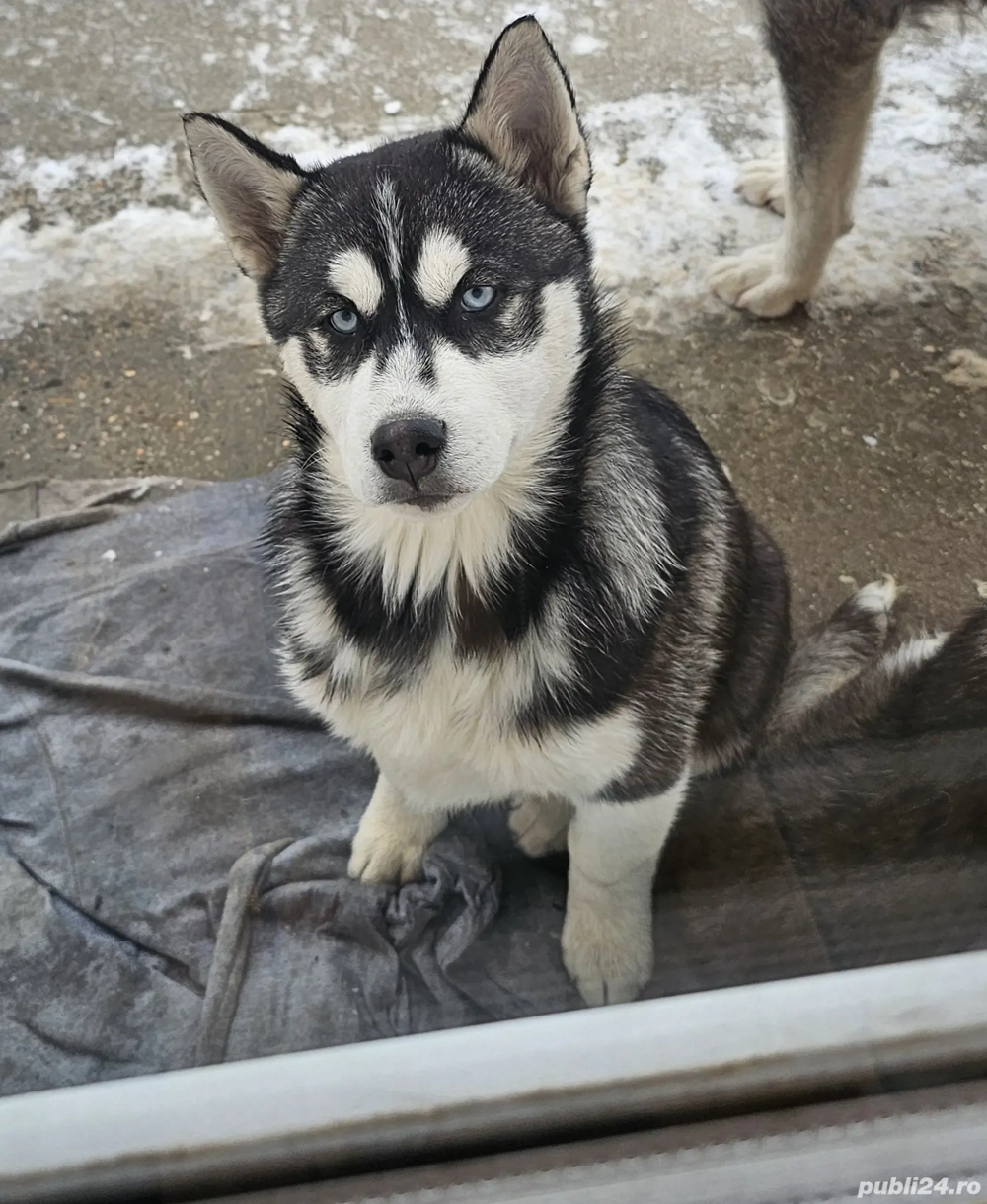  2 Cățeluși Husky Siberian 12 săptămâni fetitite