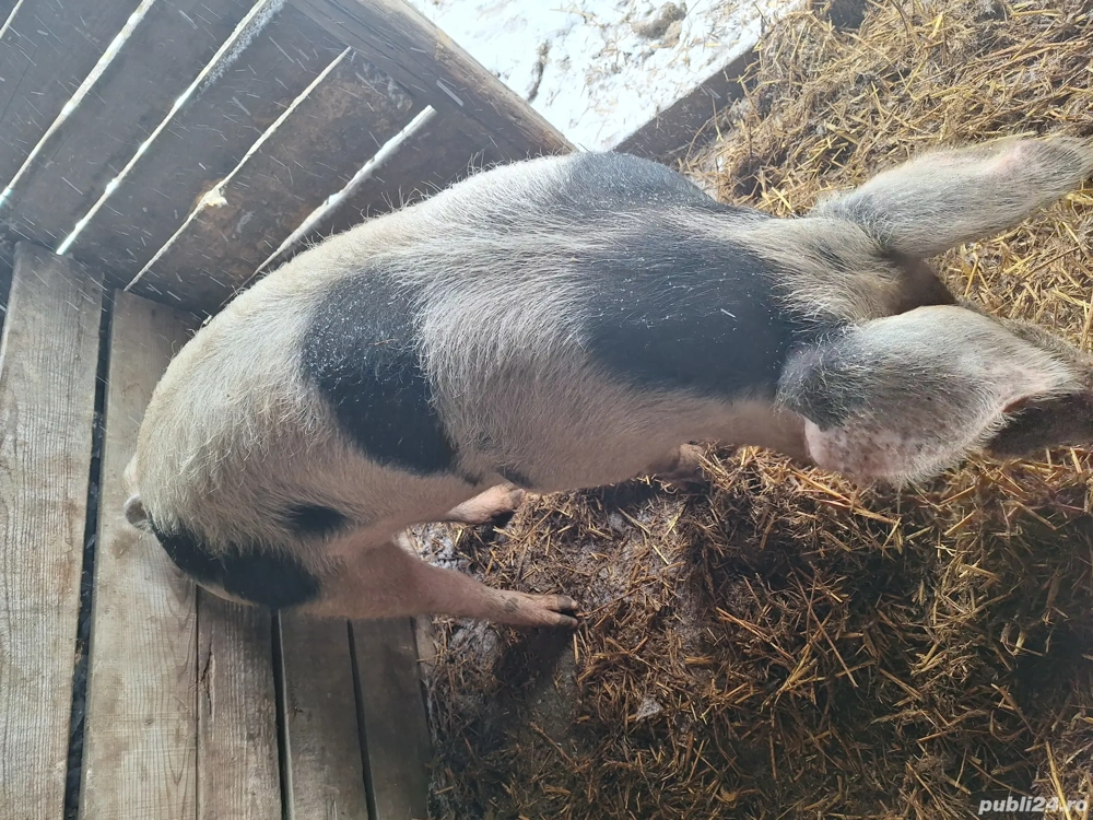 Vier petrain pentru producție 