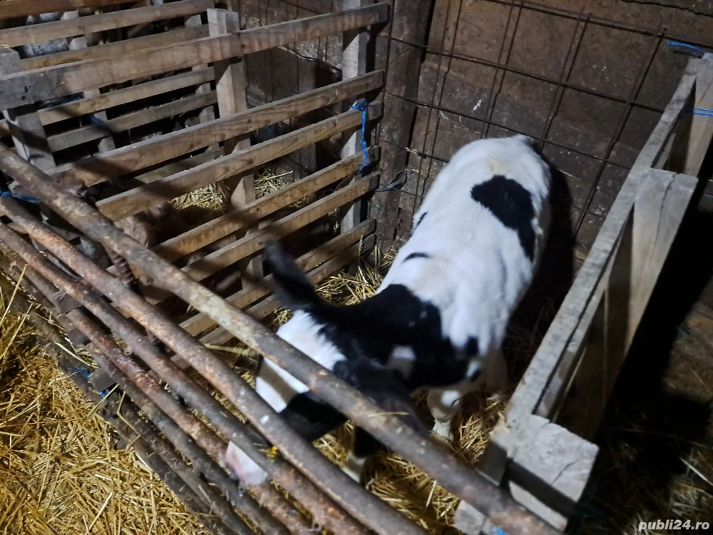 Vind 2 taurasi si o vitea de 2 saptamini.