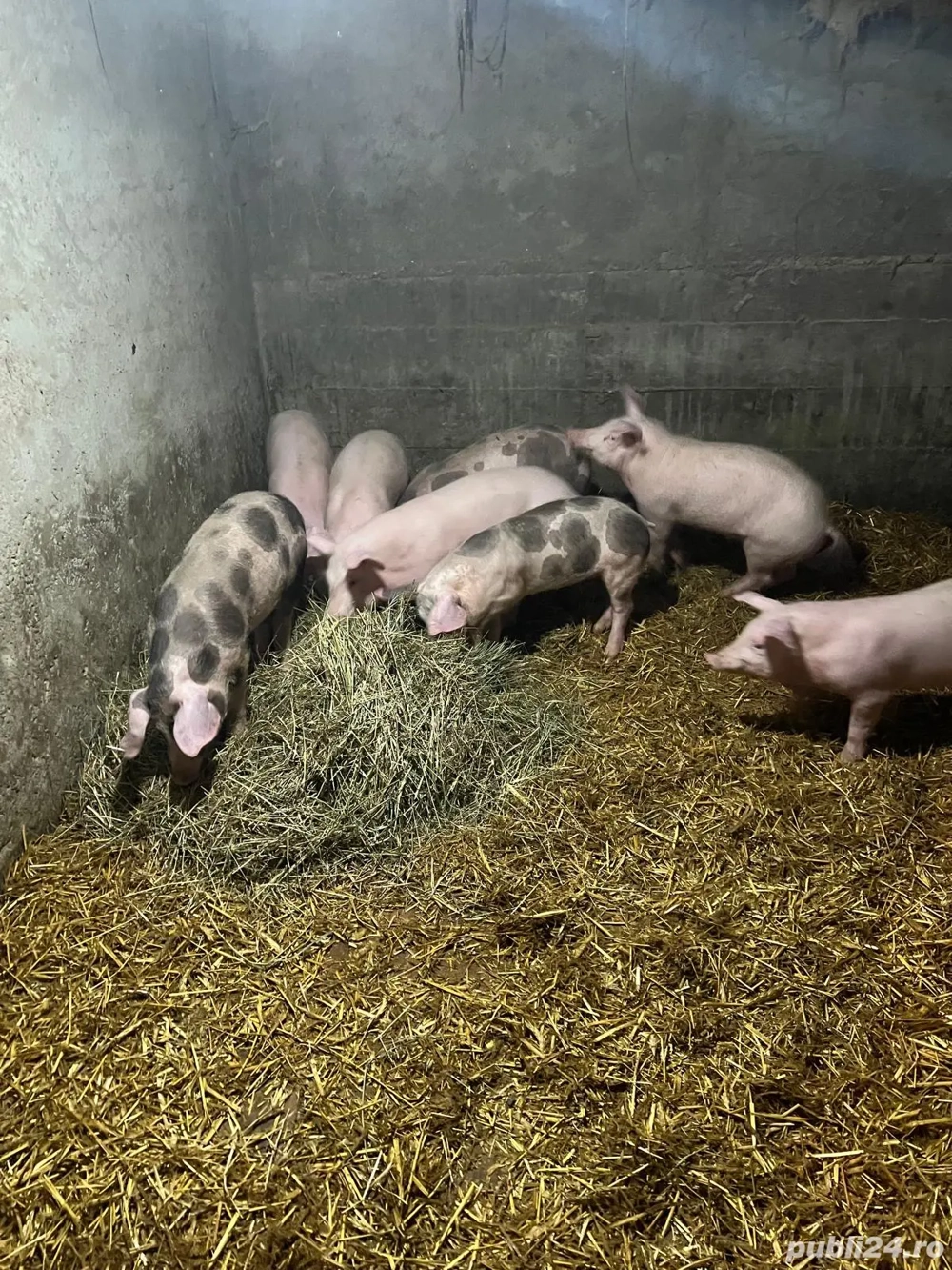 Porci de vanzare, judetul iasi