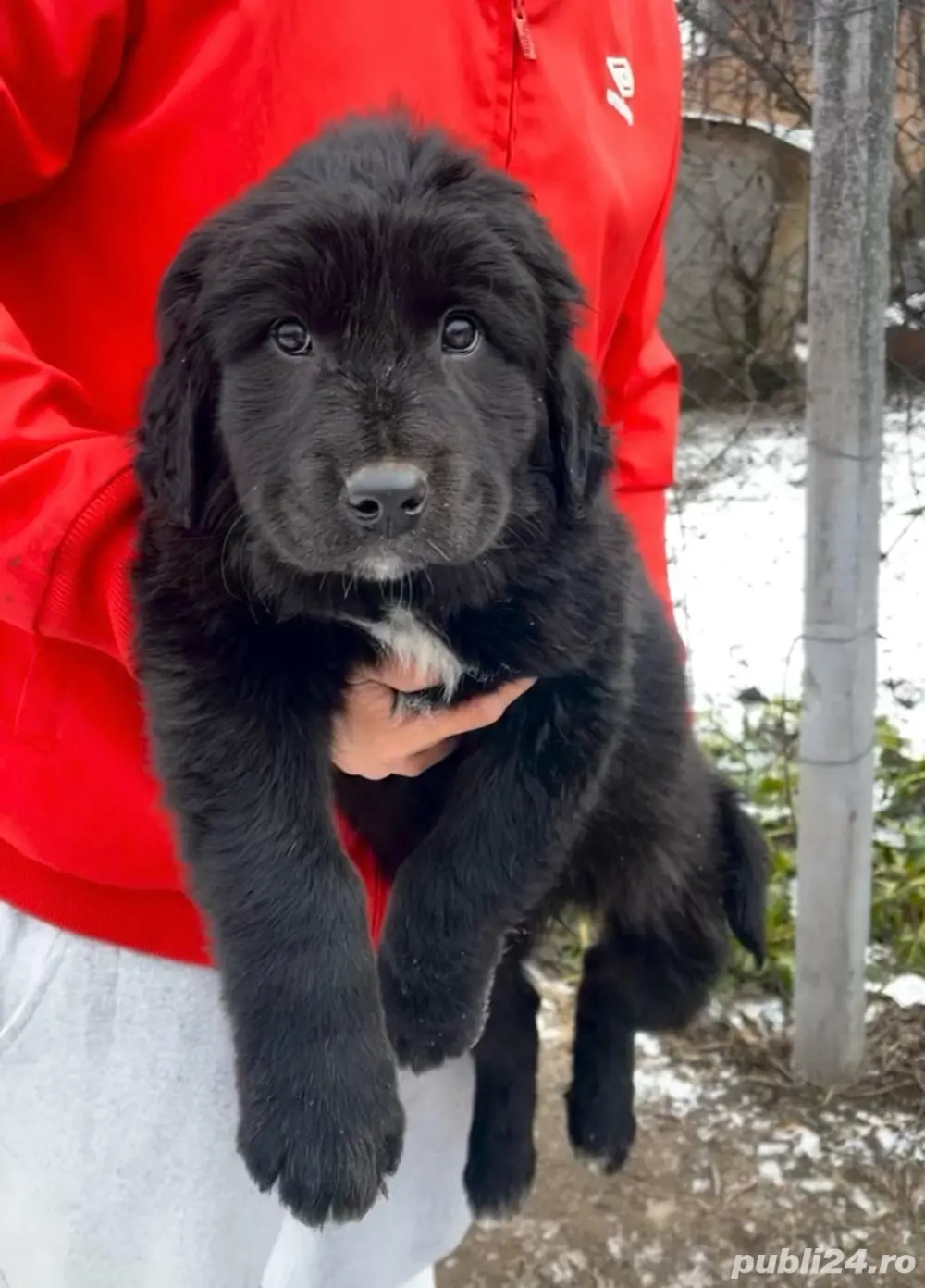 Pui ciobanesc corb original 