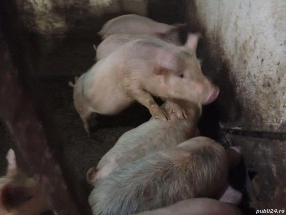 Șoldani schimbă domiciliul 