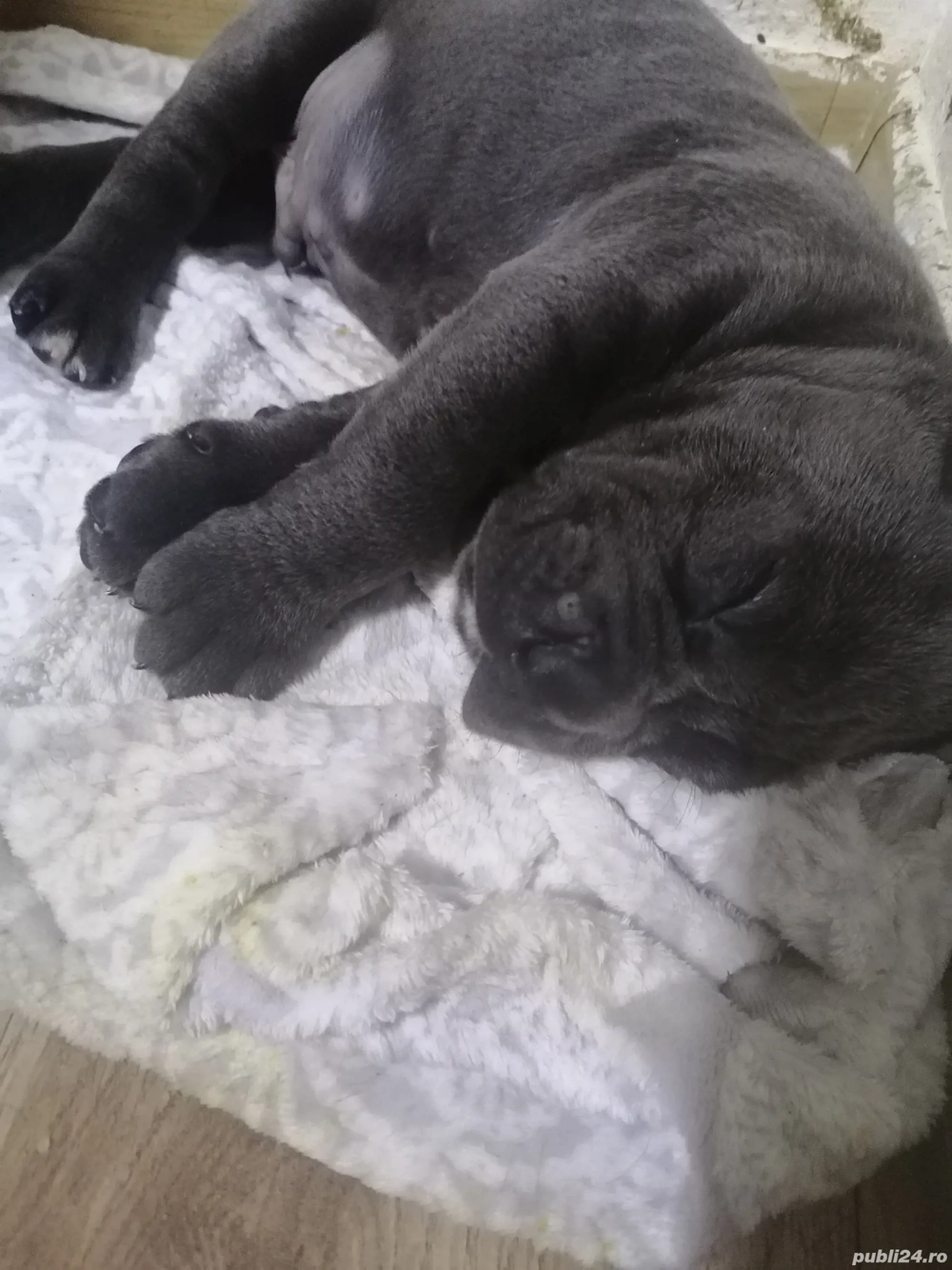 Mascul Cane Corso gri 2 luni