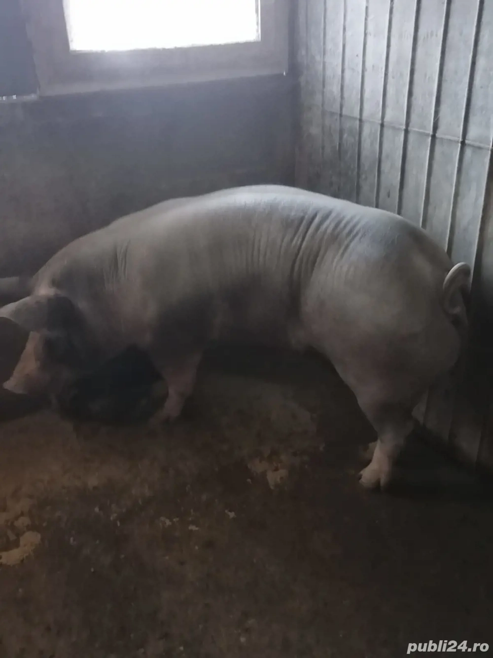 Vând purcea rasa pietrain