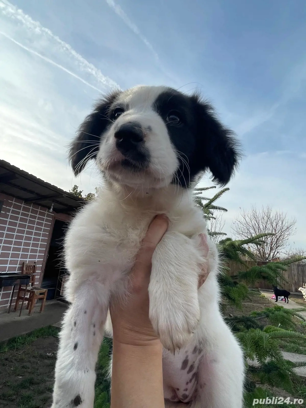 Donez catelusa talie medie, aproximativ 4 luni