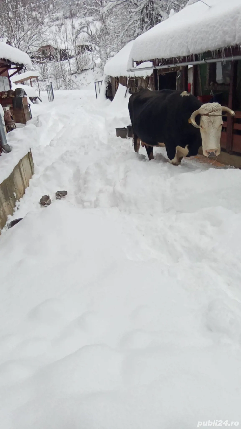 Vand vaca cu vitea de 2 luni