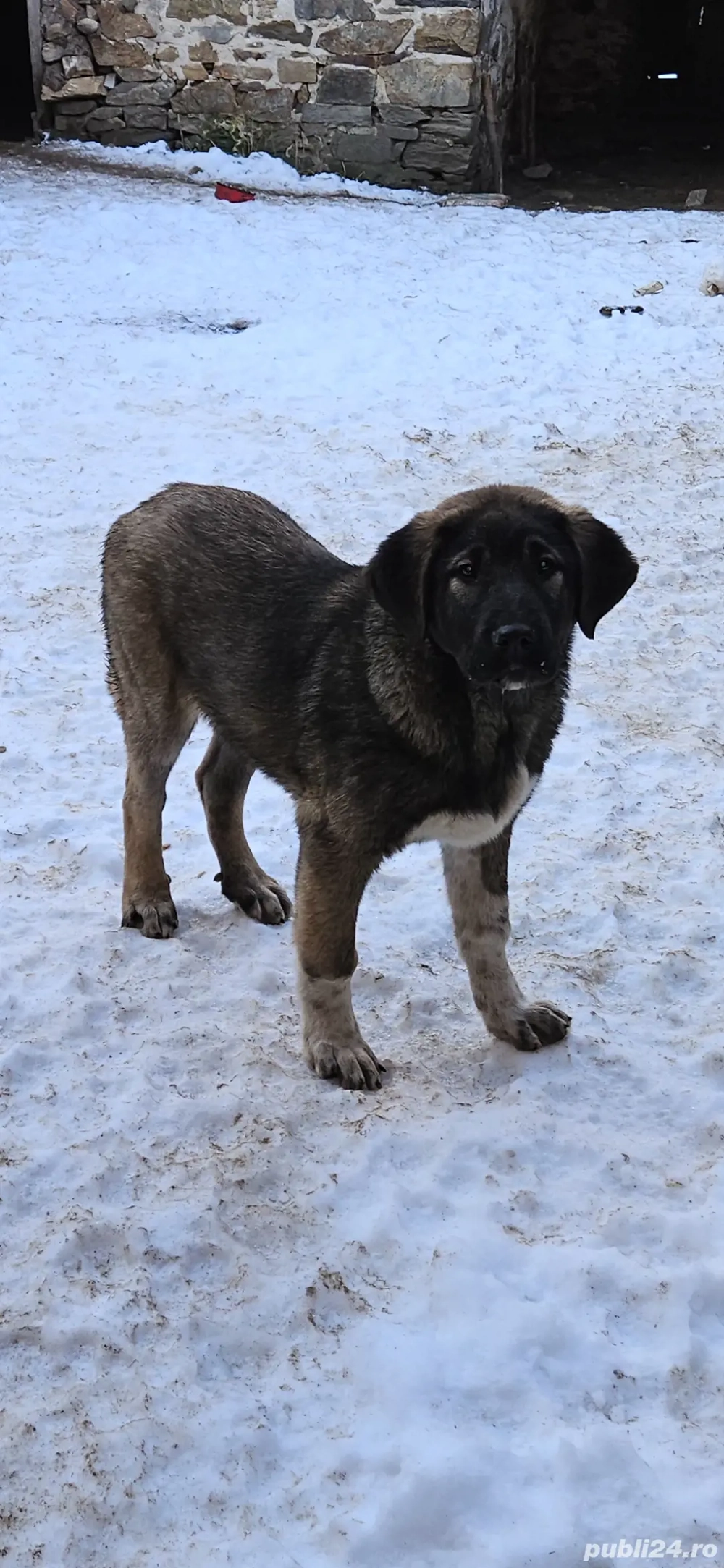Vand doi căței, frati in jur de 3 luni jumate