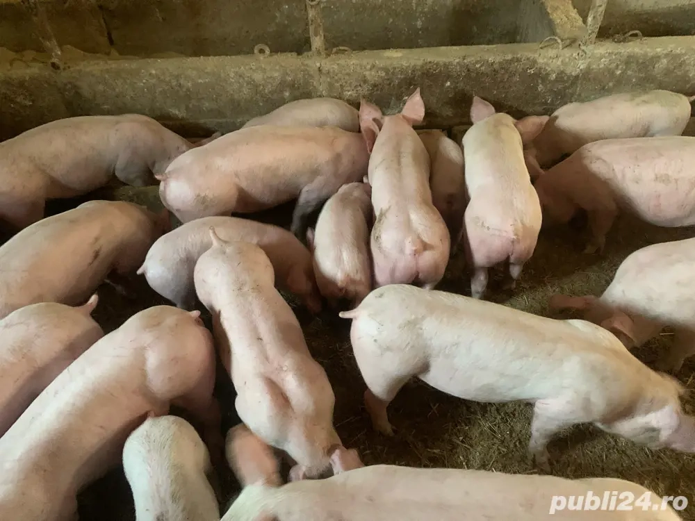 Porcii de rasa!    