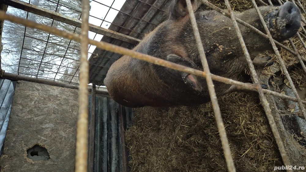 Vând scroafa gestanta 