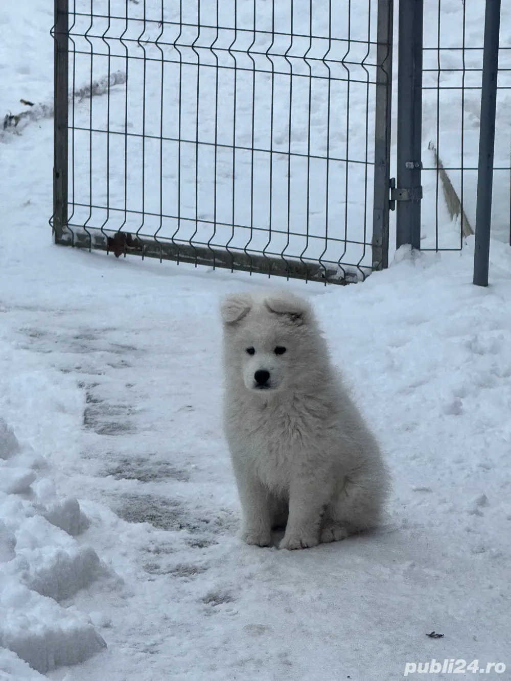 Pui de Samoyed