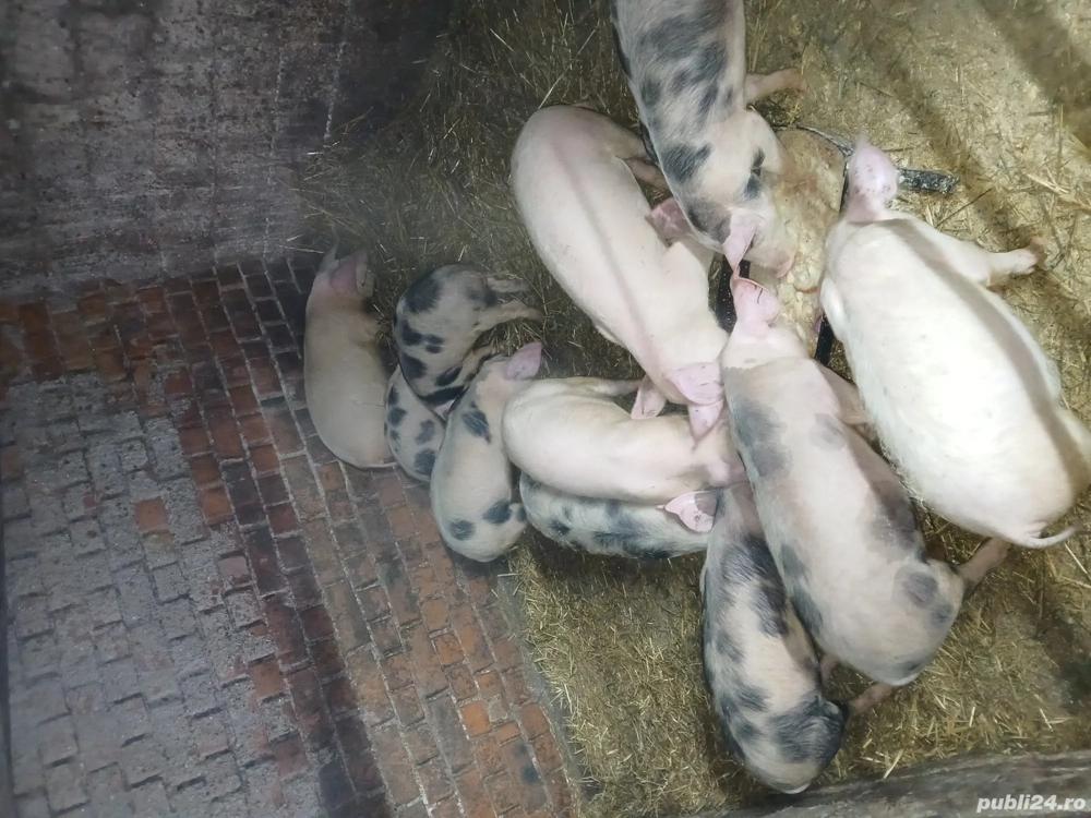 vand purceii Mănăștiur