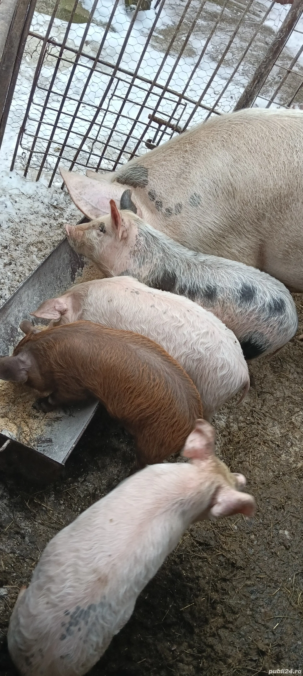 vand porci si purcei