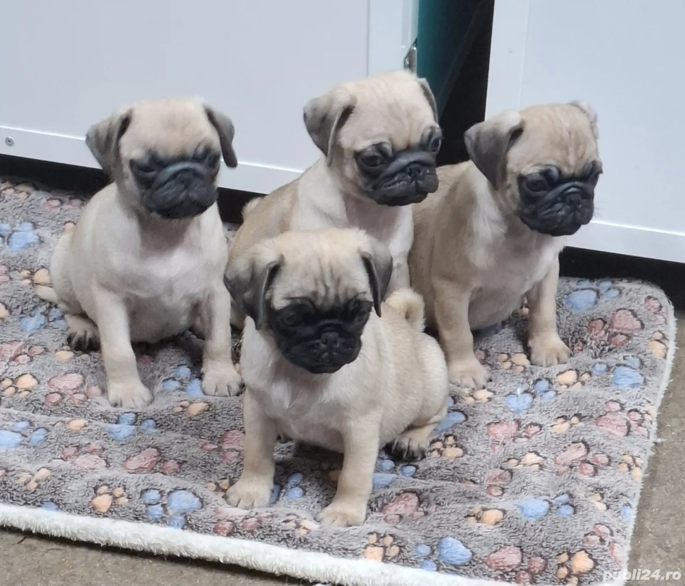 MOPS  Pug Transport  Gratuit in toata ROMANIA