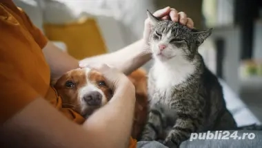 INGRIJIRE animale de companie la domiciliu sau la mine acasa 