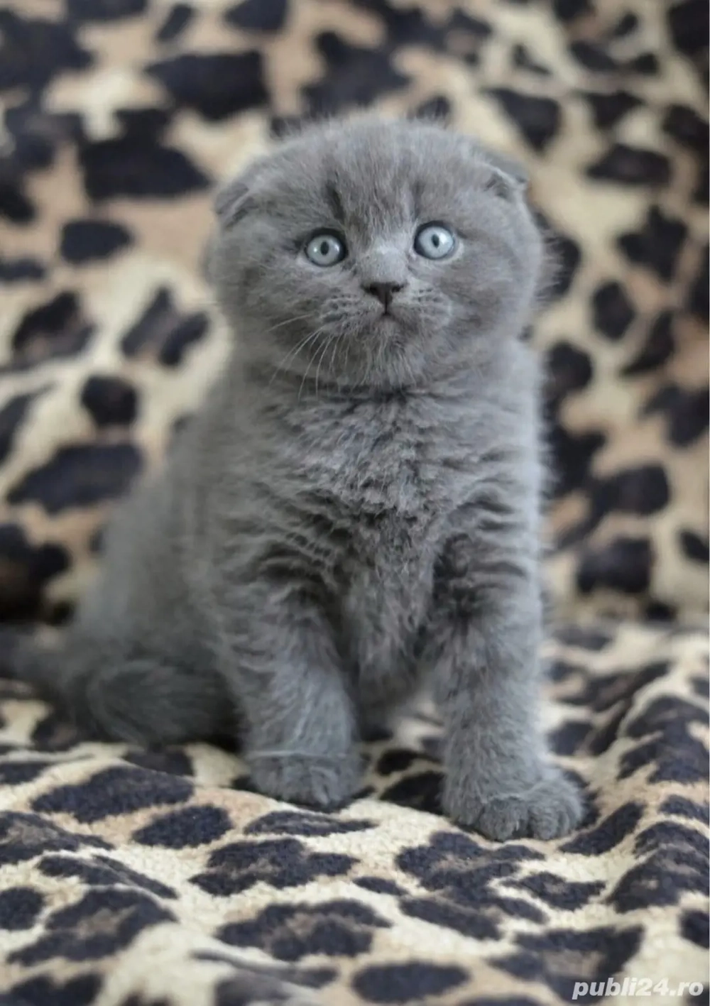 British scottish fold  shorthair blue