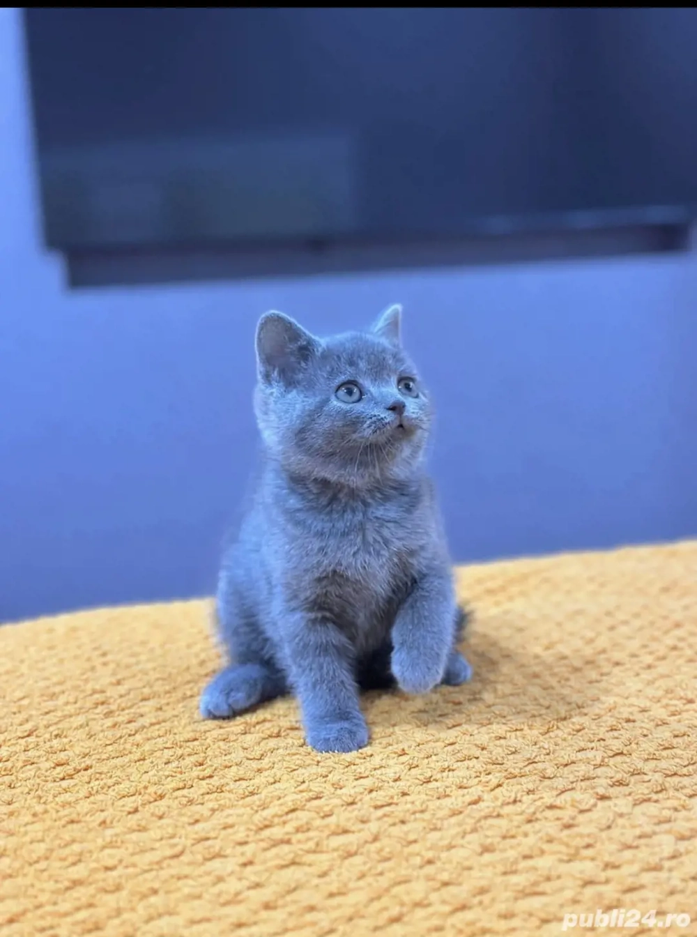 British shortair blue  scottish fold