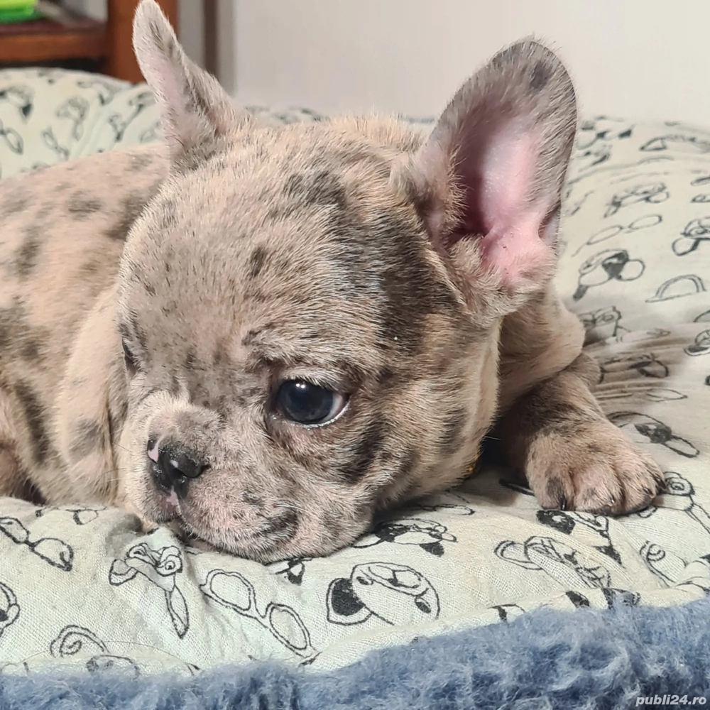 Bulldog Francez Merle